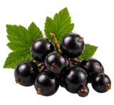 Black Currant