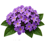 Heliotrope