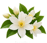 Jasmine