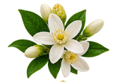 Orange Blossom