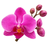 Orchid