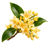Osmanthus