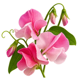 Sweet Pea
