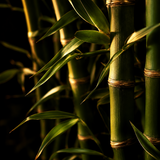 Bamboo