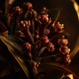Clove Flower