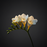 Freesia