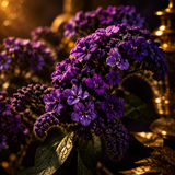 Heliotrope