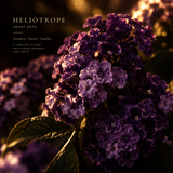 Heliotrope