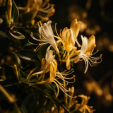 Honeysuckle