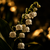 Lily of the Valley