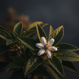 Patchouli