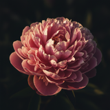 Peony