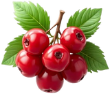 Red Berries