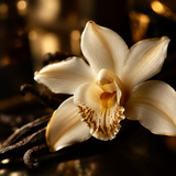 Vanilla Orchid